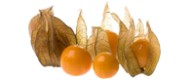 Physalis von Peru