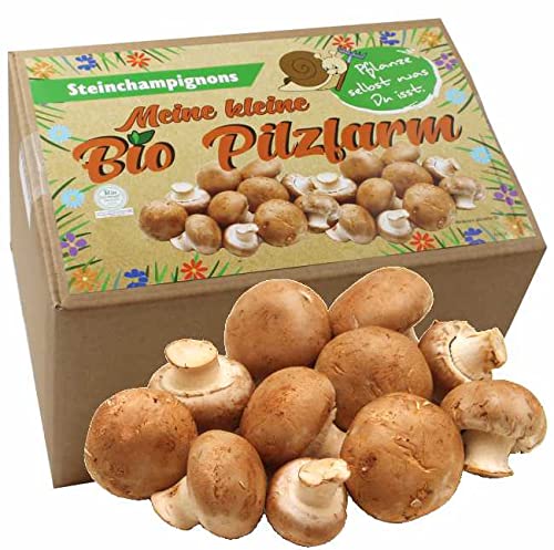 Bio Steinchampignon Komplettset 5kg - Pilze selber züchten von Pilzmännchen