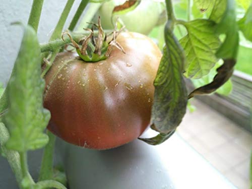 Portal Cool 100 Bio Cherokee Tomaten-Samen, beheimatet in Tennessee, Scheibe Tomate von Portal Cool