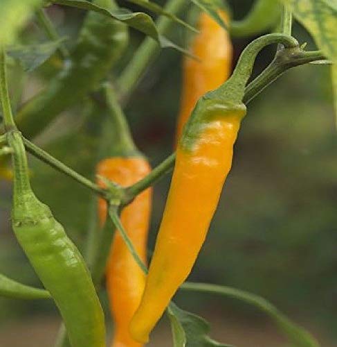 Portal Cool 10X Chili orange Cayenne Hot Sauces Seeds - - Garten New B911 von Portal Cool