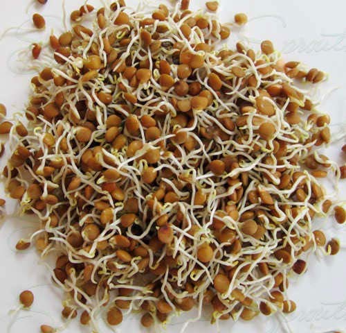 Portal Cool 40 g: Organische SprieÃŸen Seeds Red Lentil 40/200 & 400Gm von Portal Cool