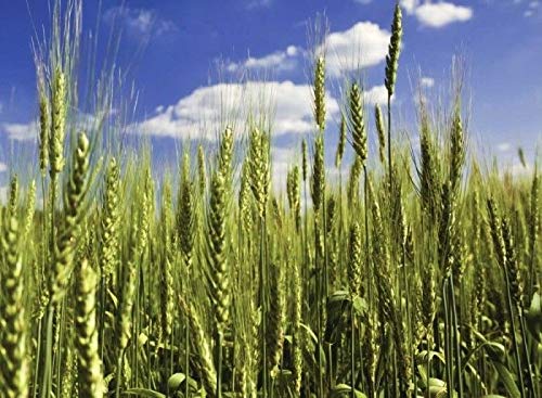 Portal Cool C - 8 Unn (~ 5.200): Organic Triticale Getreidesamen - Roggen Hybrid Getreide Seeds (1Oz Um 1Lb) von Portal Cool