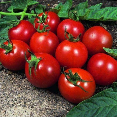 Portal Cool Gemüse, Tomate, Alicante 150 Finest Samen Premier Seeds Direkt New Uk Verkäufer von Portal Cool