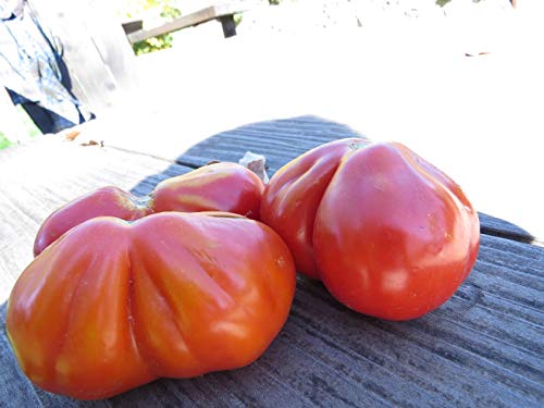 Portal Cool Grusij Sehr Produktive Birnenförmige Tomaten aus Russland von Portal Cool