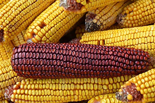 Portal Cool ige Metzger Corn 10 Samen - Bio, Nicht ohne Gentechnik, lecker, Braten, Friten von Portal Cool