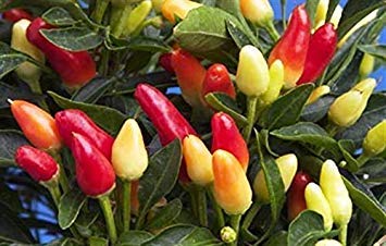 0,2G (~ 150) Ornamental Pfeffer sät Capsicum Annuum Weihnachts Scharfe Schoten, Speise Hot von Potseed