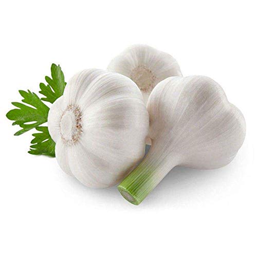 200Pcs Riesen Knoblauch Samen Grüne Birne Seed Home Garten, Gemüse, Kräuter Hot/Us von Potseed