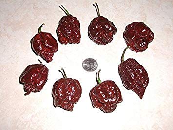 25+ Rare Organic 7 Pot Douglah Schokolade Premium Hot Pepper Samen-D 8 von Potseed