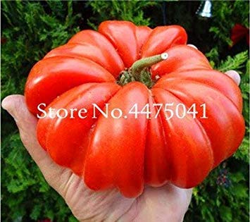 50 PC riesige große Tomate, Extra Groß Extra Gut Tasty Tomato Bio-Lebensmittel Obst Gemüse Easy Grow: 5 von Potseed