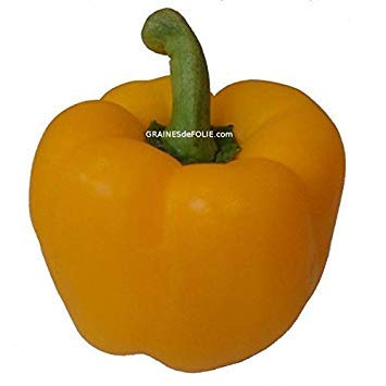 Bio Poivron Yellow D ‚Asti von Paprika Seeds von Potseed