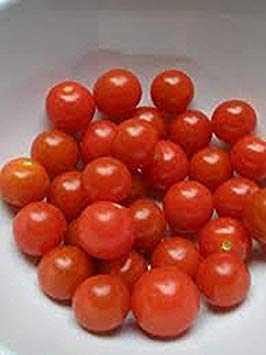 Keimfutter: 50 - Seeds: Zuckerwürfel Tomato - so süß !!! Tonnen von Sweet Juicy Tomatoes.Free Verschiffen !!! von Potseed