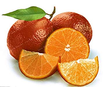 Potseed . 30 Stück Lemon Tree ist auch Blutorange Bio-Frucht hohe Überlebensrate Red Lime Gesunde Nahrung Hausgarten: 1 von Potseed