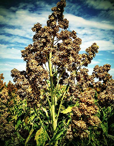 Potseed 100 Quinoa-Samen weiß von Potseed