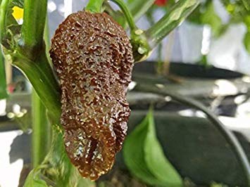 Potseed 14+ Bio Hot Chocolate Bhutlah Premium-Pfeffer-Samen-S 33 von Potseed