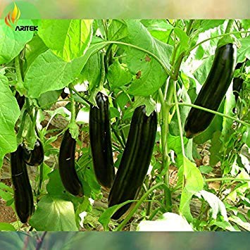 Potseed 2018 heißen Schwarz Aubergine, Profi Pack 200 Samt, Groß Bio-Lang Essbare Gemüse E3507 von Potseed