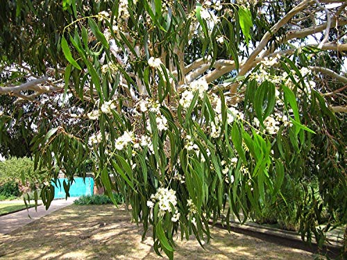 Potseed Berg Gum (Eucalyptus dalrympleana) 100 Frische Samen von Potseed