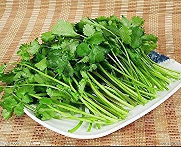 Potseed Beständig gegen Verschrauben Grossblaettriger Koriander CorianderVegetable Hot 50Pcs / Lot von Potseed