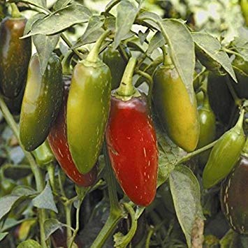 Potseed - Bio-Pfeffer Früh Jalapeno - 35 Samen von Potseed