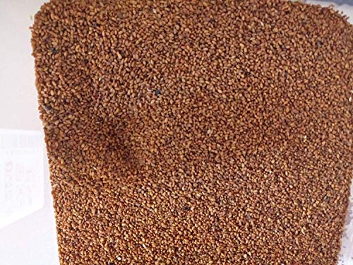 Potseed Cameline - Camelina Sativa 200 Samen Sesame Bastard Lebensmittel Schildkröten von Potseed