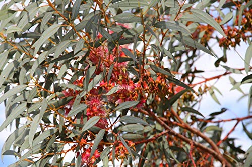 Potseed Coral Gum (Eukalyptus Torquata) 100 Sehr frische Samen von Potseed