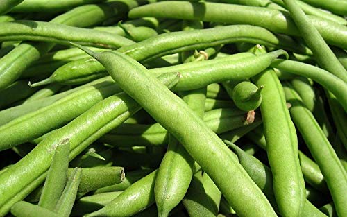 Potseed Keim Seeds: 250+ Seeds: Grüne Bohnen-Samen: Landreth Stringless Bean Samen Frische Seed von Potseed