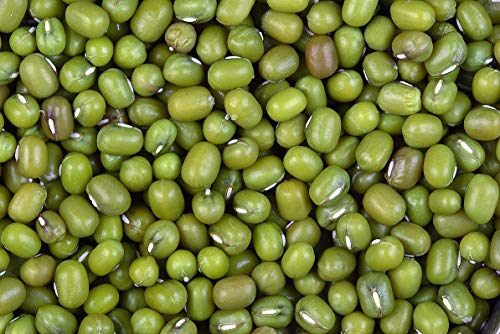 Potseed Keimfutter: 1100 Mung Bean Seeds - Sprouts - Micro Grünen von Potseed