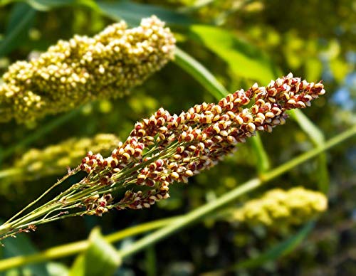 Potseed Keimfutter: 1500: Bio-Quinoa 500-2500 Seeds Schiffe aus den USA Garten Sprießen Microgreens von Potseed