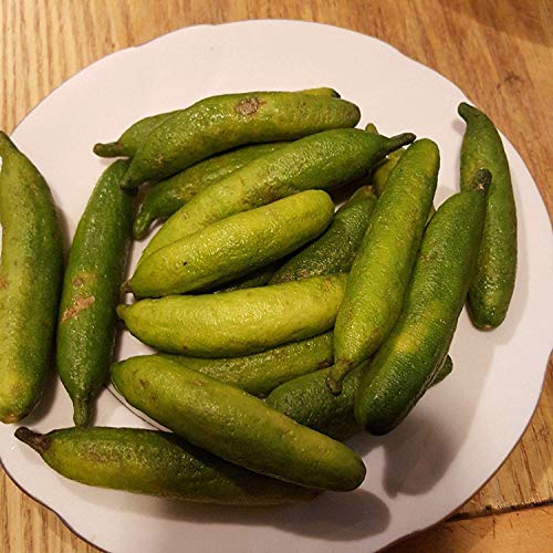 Potseed Keimfutter: Australian Finger Lime Tasty Green 15 Fresh Seeds von Potseed