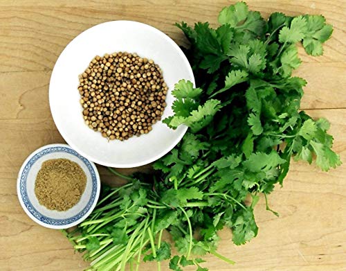 Potseed Keimfutter: Cilantro HERB-Koriander (Coriandrum sativum) Recao Latin Cuisine Spice 100 Samen von Potseed