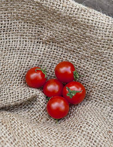 Potseed Keimfutter: Süße Aperitif Kirschtomate Premium-Samen-Paket - Sweetest Tomate in der Welt von Potseed