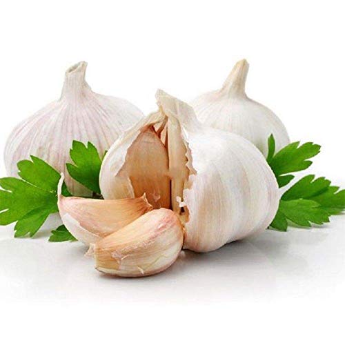 Potseed Knoblauch Samen Pure Natural Organic Vegetable Seeds Gesunde Köstliche Knoblauch Samen von Potseed