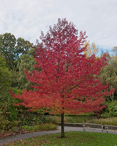 Potseed Liquidambar styraciflua - Sweet Gum 10 Samen Farbspektakel von Potseed