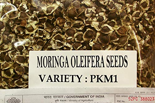 Potseed Moringa oleifera 10 PKM1 Samen von Potseed