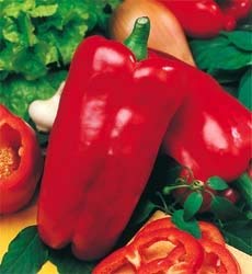 Potseed Paprika - Marconi Red 25 Samen von Potseed