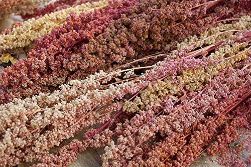 Potseed Quinoa Carmen - 50+ Seeds - Heirloom - Nachgeben Seltenheit! von Potseed