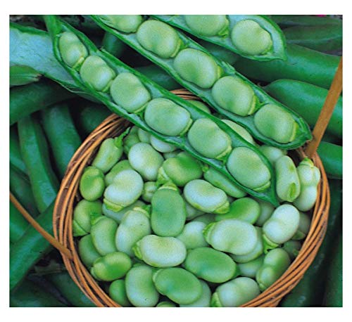 Potseed Saubohne - Meister Green - 110 Gram ~ 84-95 Seeds (MAINCROP) von Potseed