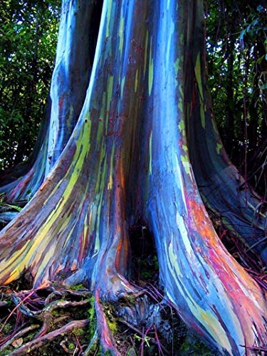 Potseed Selten Regenbogen-Eukalyptus Mindanao Gum Deglupta 30 + Seeds - UK - kaufen 2 Get 1 Free von Potseed