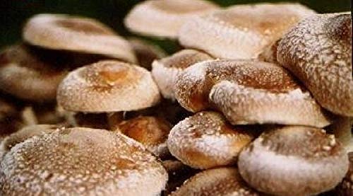 Potseed Shiitake RL-7-Pilz (Lentinula edodes) Myzel Spawn getrocknete Samen (10 g) von Potseed