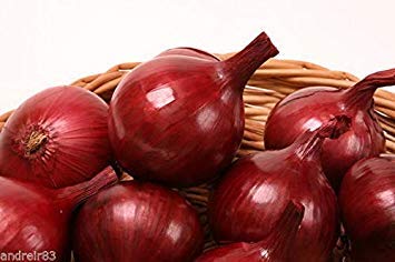 Potseed Ukrainische Samen von Birnen Red Onion Yukont 0,5 G Ukraine von Potseed