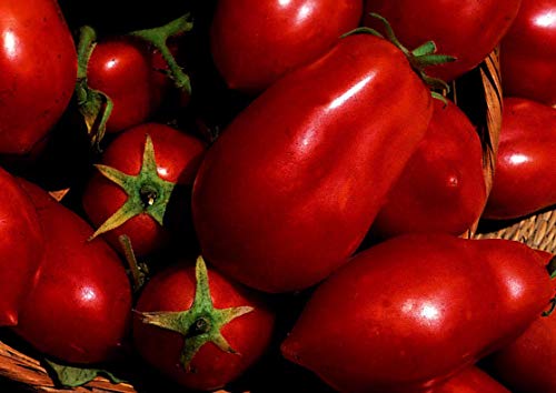 Tomato Mandurio - Pelletierte - 10 Seeds - Plum Typ - Gemüse von Potseed