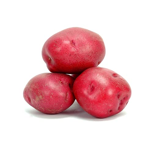 Bio Rote Kartoffeln aus Deutschland | Rote Bio Emmalie | Gourmet Bio Speisekartoffeln in Rot - vorwiegend festkochend (800 g) von Quast Meerrettich