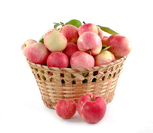 Futteräpfel | Frische Äpfel fürs Pferd - aus regionalem Anbau (4,5 KG) von Quast Meerrettich