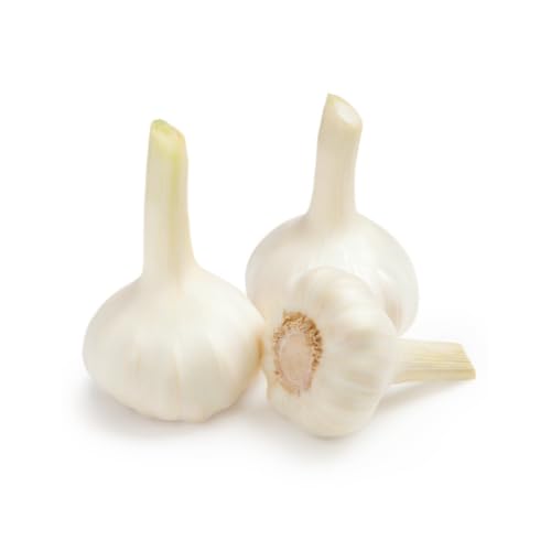 Knoblauch | Frischer Knoblauch (150 g) von Quast Meerrettich