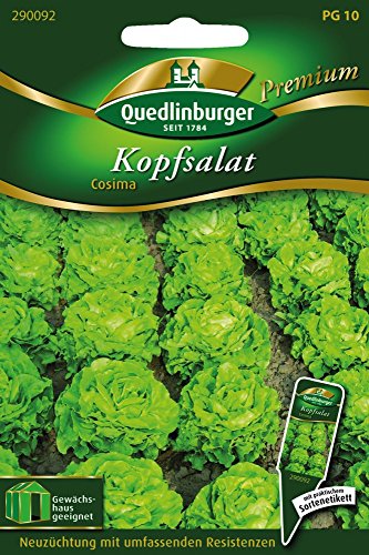 Kopfsalat Cosima von Quedlinburger Saatgut von Quedlinburger