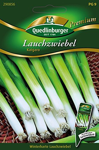 Lauchzwiebeln Kaigaro von Quedlinburger Saatgut von Quedlinburger