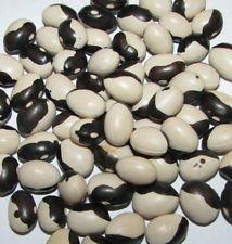 100 + Certified Organic Calypso Buschbohne Samen ~ Orka Bohnen ~ Yin Yang von SVI