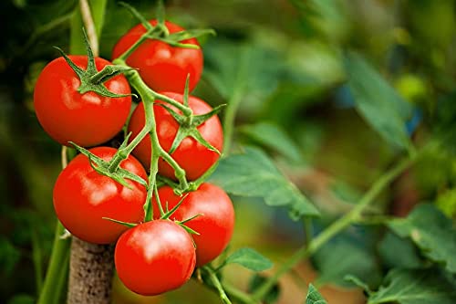 100 Stück Rindfleisch Hybrid seltene rote Tomatensamen, Extra-fleischig, Extra-schmackhafte Tomaten Bio-Lebensmittel Samen süß Obst und Gemüse Bonsai 1 von SVI