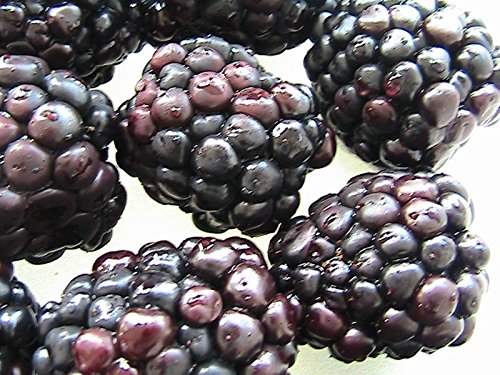 15 Blackberry Seeds saftig und lecker von SVI