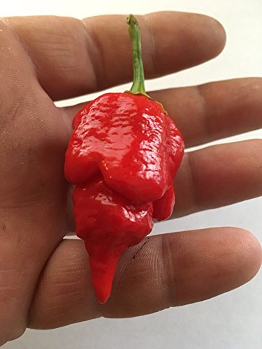 20 TRINIDAD SCORPION BUTCH T PEPPER SEED - EXTREM HOT - RARE - 2017 HARVEST von SVI