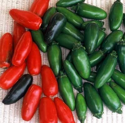 250 Samen von Serrano Chili - Peperoni von SVI